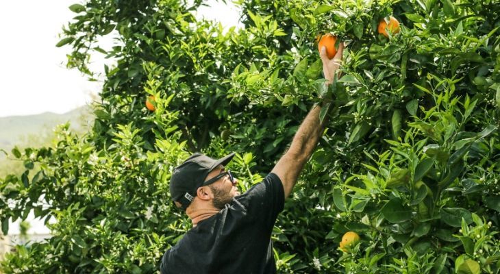 Man picking orange from tree - Food That's Good