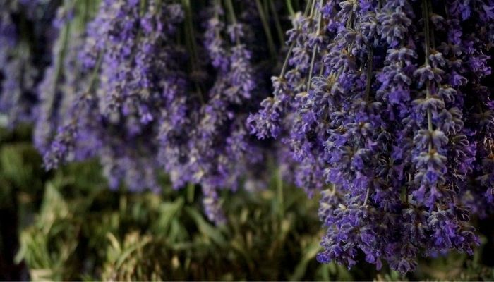 Dried Lavender