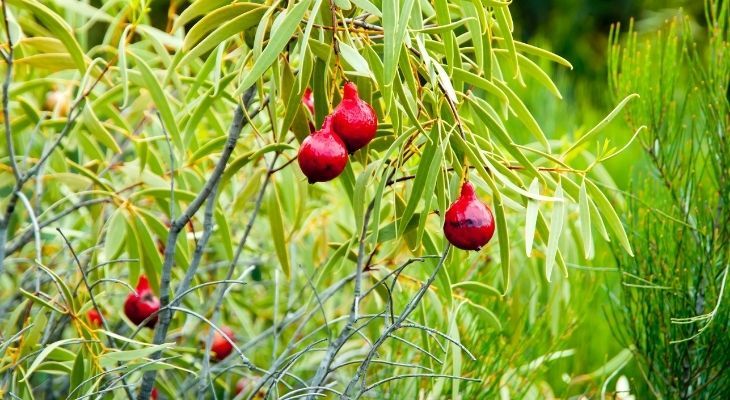 Native Ingredients Quandongs