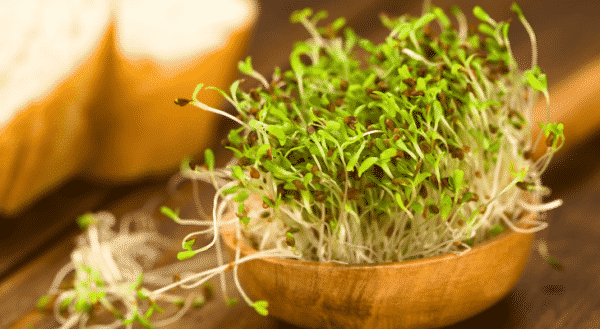 sprouting